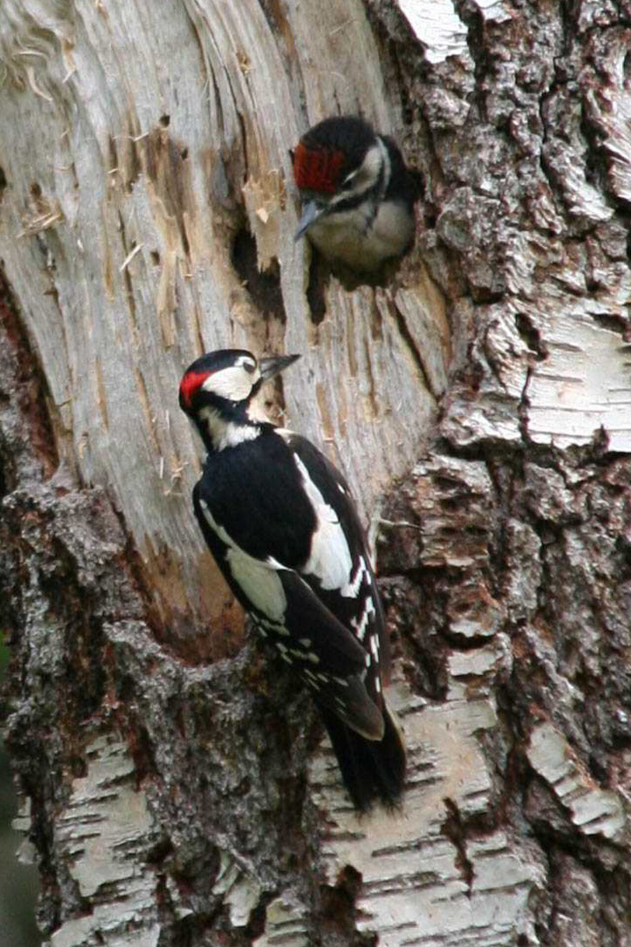 Fact File 4 - woodpecker copy