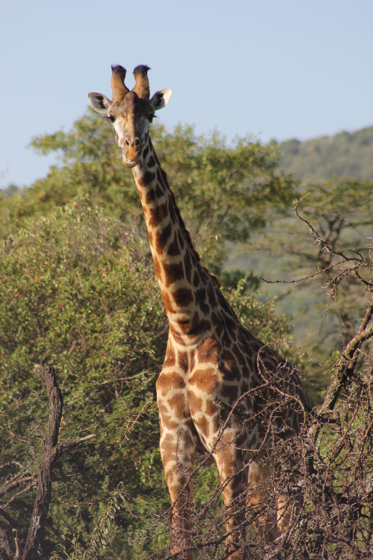 Fact File 7 - Giraffe