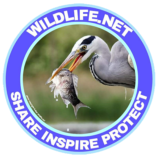 Conservation and protection of wildlife species and the habitats they live in are core to the mission and ethos of the team at Wildlife.net.