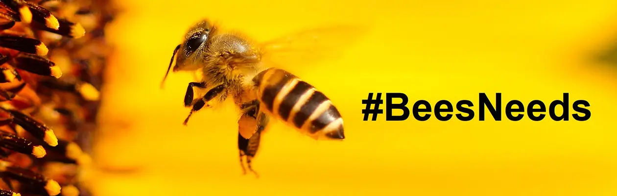 We established and continue to run the annual #BeesNeeds Photo & Art Competition which you can enter an image taken by you and help to raise awareness for our Pollinators.