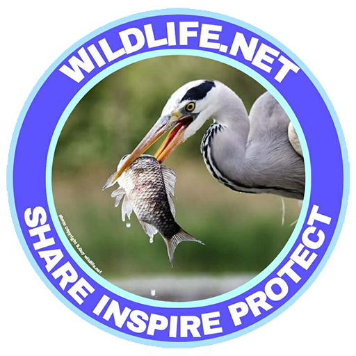 https://wildlife.net/wp-content/uploads/2022/05/cropped-LOGO-WILDLIFE-NET.png